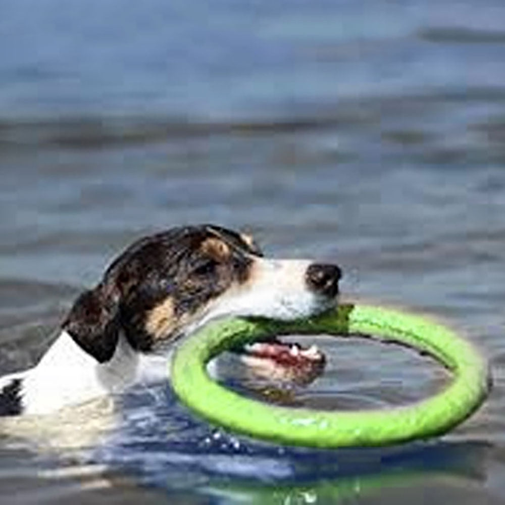 Dog Flying Disc — Interactive Rubber Training Frisbee
