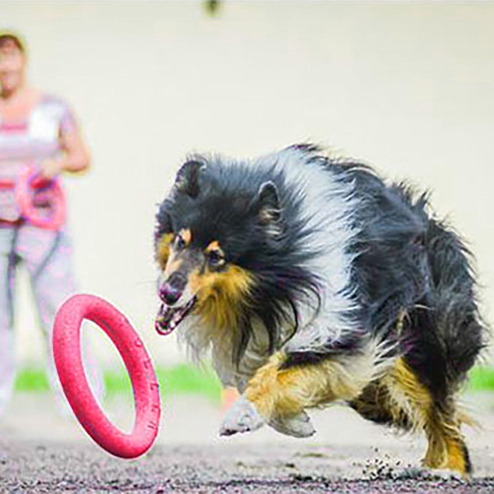 Dog Flying Disc — Interactive Rubber Training Frisbee